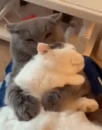 Funny Hug Cats Cuddling GIF