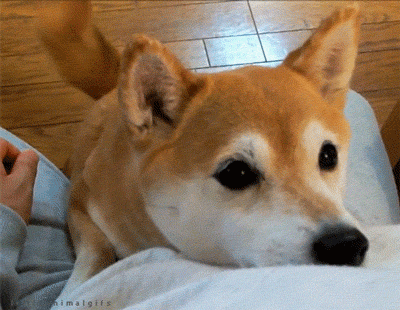 Funny Hug Dog Staring GIF