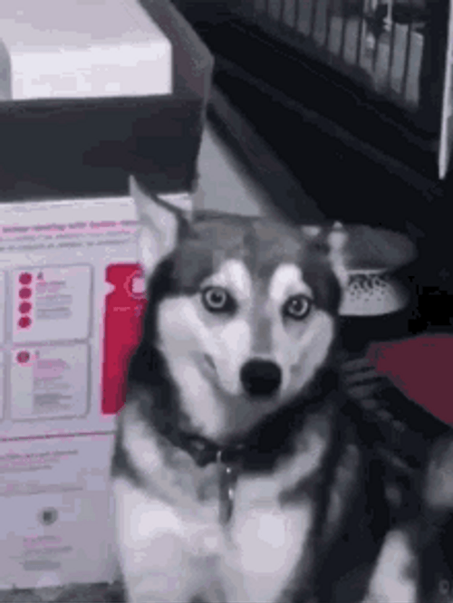 Funny Husky Dog Coughing GIF