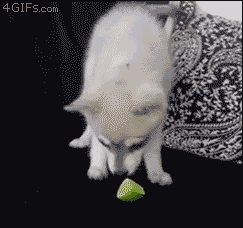 Funny Hyper Dog Lick Lemon GIF