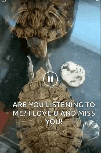 Cute Turtles Funny I Love You GIF