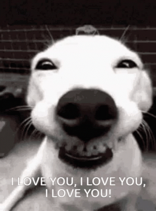 Funny I Love You Dog Face GIF