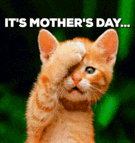 Funny Kitten Covering Eye It's Mother's Day GIF