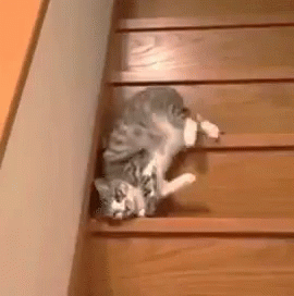 Funny Kitten Moving Down The Stair GIF