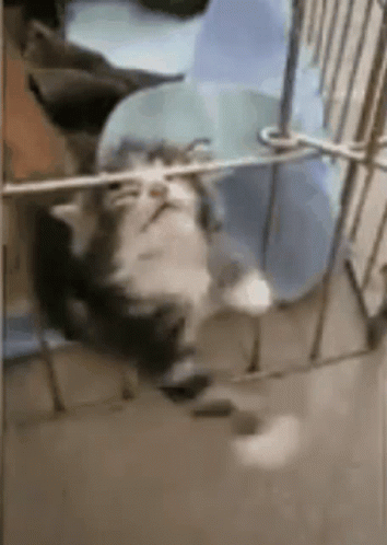 Funny Kitten Trapped Cage Escape GIF