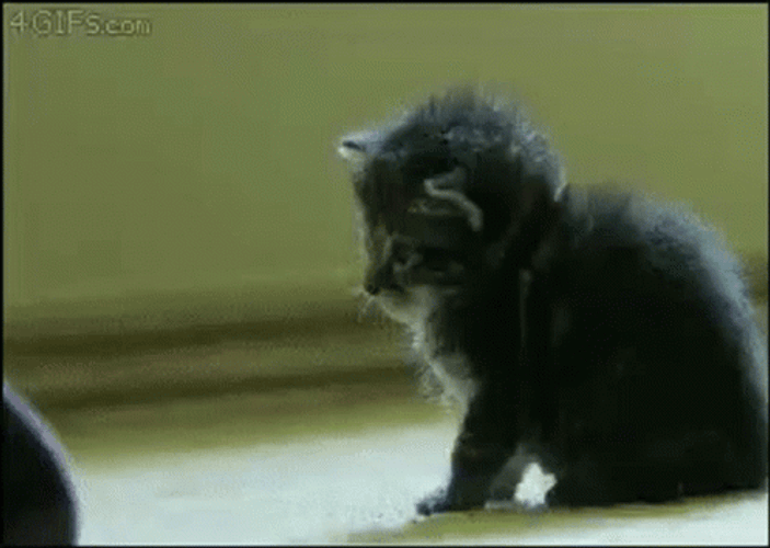 Funny Kitty Receiving Boop Passing Out GIF