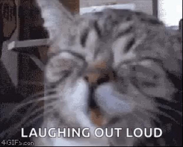 Funny Laughing Cute Cat Meme GIF