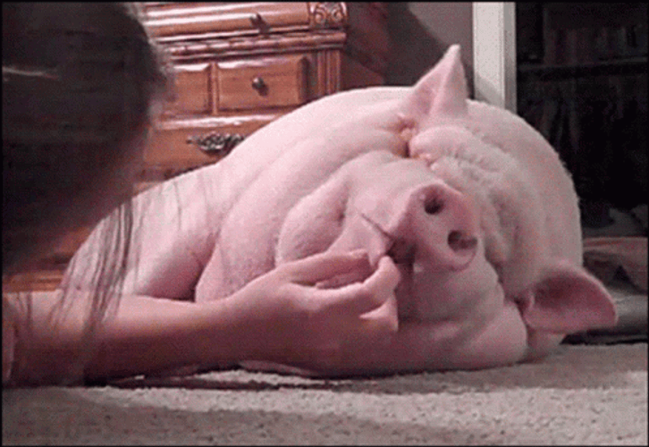Funny Lazy Pig Animal GIF.