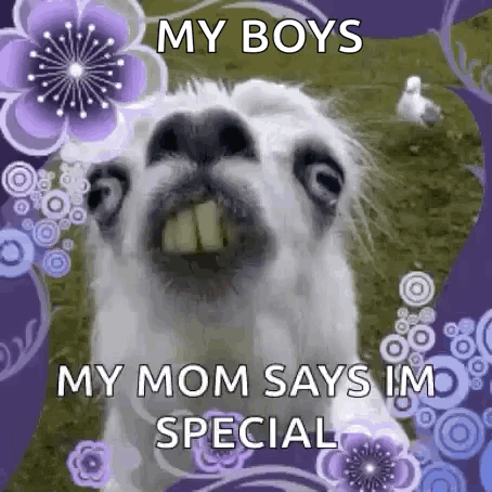 Funny Llama Saying My Boys My Mom Says I'm Special GIF