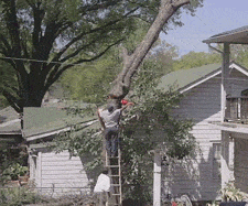 Funny Log Cutting Fail GIF