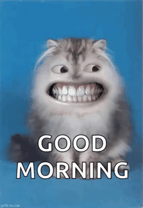 Funny cat good morning gif