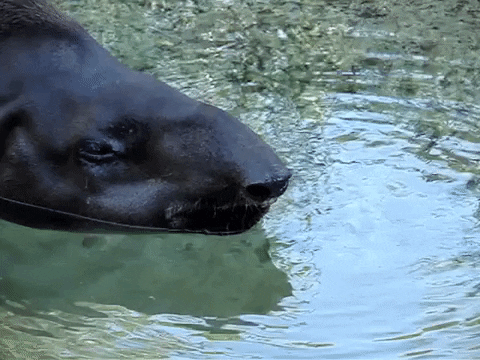 Funny Long Snout Goodnight Sleep In Water GIF
