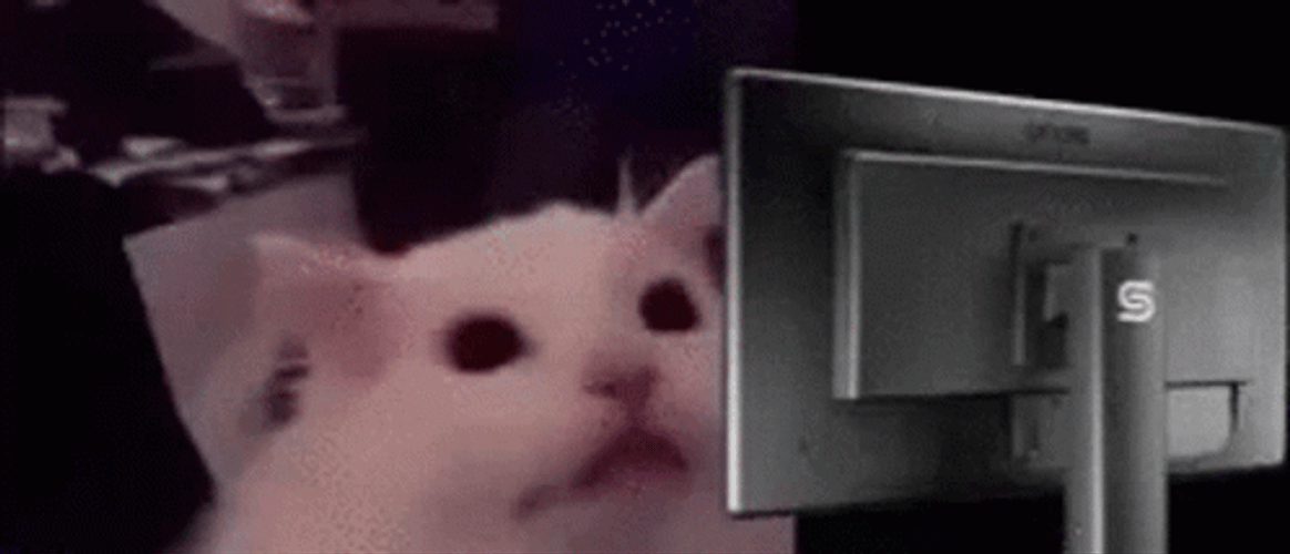 Funny Meme Cat Computer Flashing Light GIF