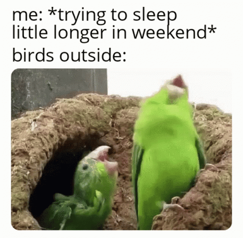 Funny Memes Birds Weekend Sleep GIF