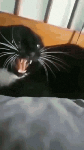 Funny Memes Cat Bite GIF