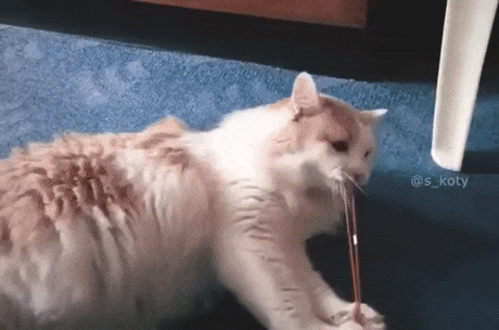 Funny Memes Cat Rubberband GIF