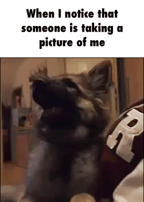 Funny Memes Dog Picture GIF