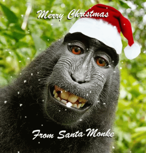 Funny Merry Xmas Monkey Smile GIF