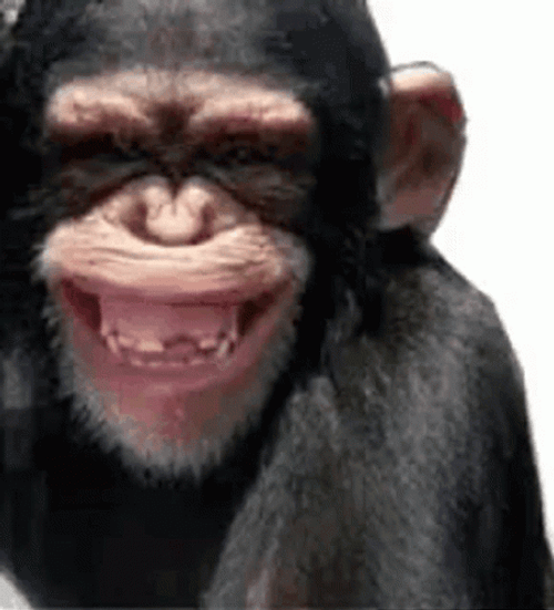 Funny Monkey GIFs GIFDB