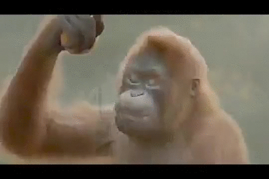 Funny Monkey Dance Evolution GIF