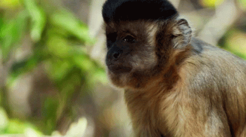 Funny Monkey Disgusted Reaction GIF
