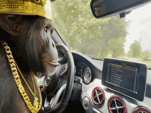 Funny Monkey Driving A Car GIF