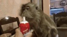 Funny Monkey Enjoying Whipped Cream GIF
