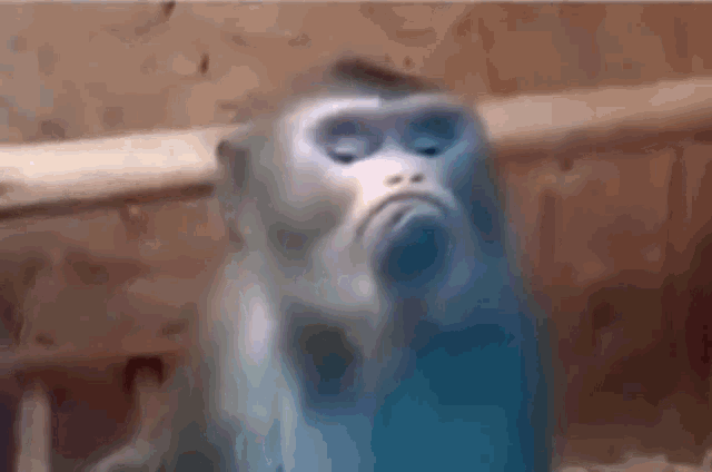Funny Monkey Grumpy Duck Face GIF