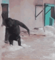 Funny Monkey Having Fun Rolling Over GIF