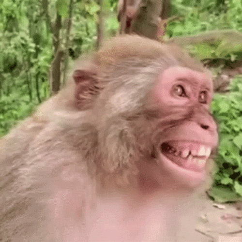 Funny Monkey Hilarious Laughing GIF