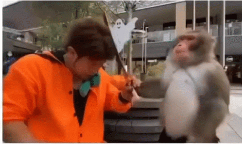 Funny Monkey Hitting Human With Stick GIF