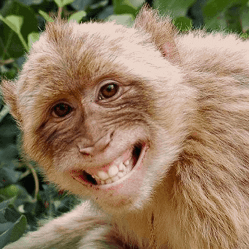 Funny Monkey Kiss Meme GIF 