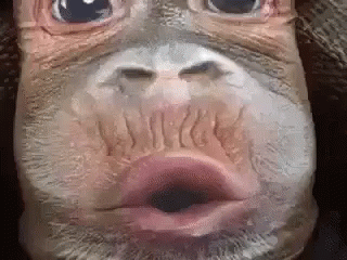 Funny Monkey Kiss Shirt GIF