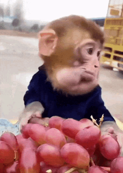Funny Monkey Mukbang GIF 