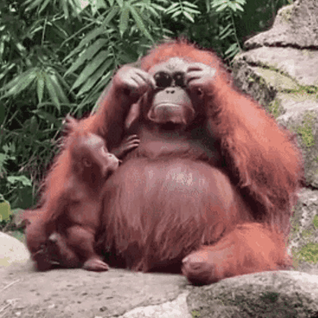 Funny Monkey Shades On GIF