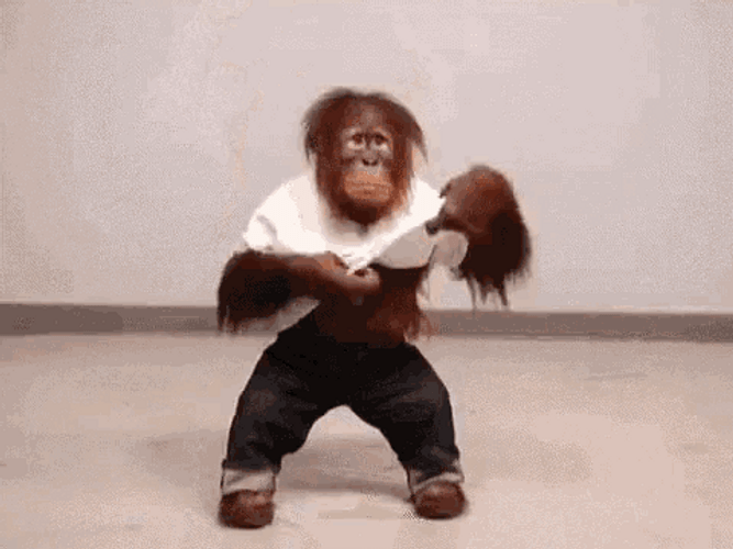 Funny Monkey GIFs GIFDB