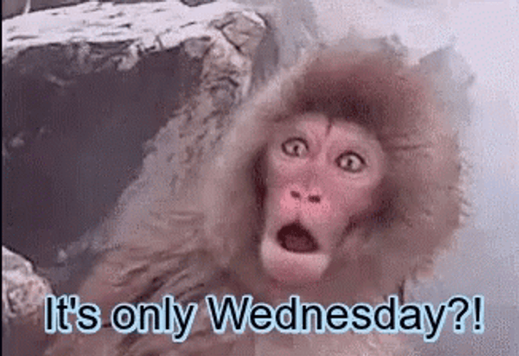 Funny Monkey Shocked It's Only Wednesday GIF