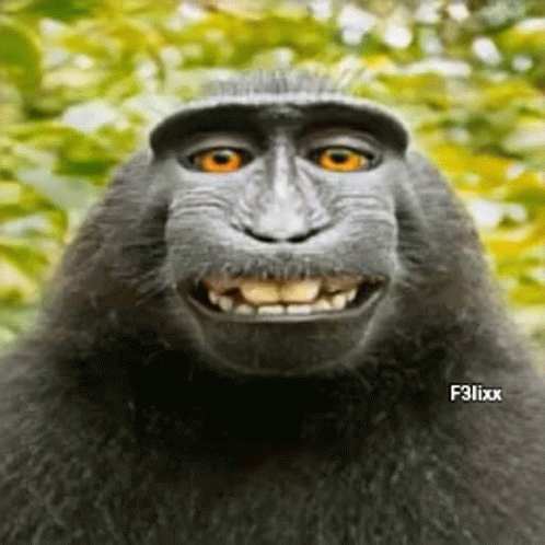 Funny Monkey Silly Face Meme GIF