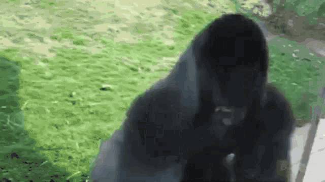 Funny Monkey Spinning Around GIF