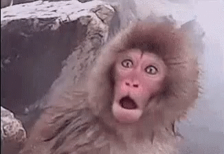 Funny Monkey Surprised Reaction GIF