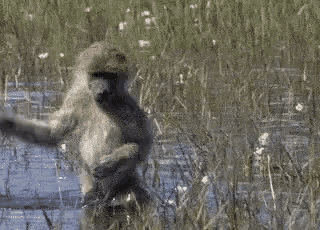 funny-monkey-tip-toeing-in-swamp-zz93s9mk693yya6c.gif