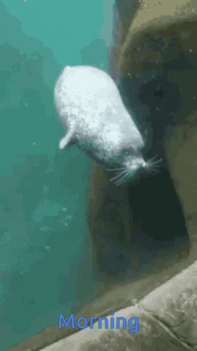 Funny Seal Morning Bump GIF