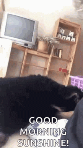 Funny Good Morning Sunshine Weird Dog GIF