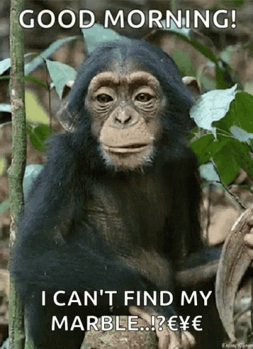 Funny Morning Baby Monkey Chewing GIF