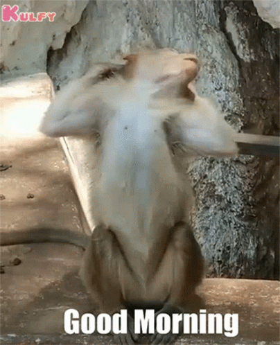 Funny Morning Lazy Monkey Stretching GIF