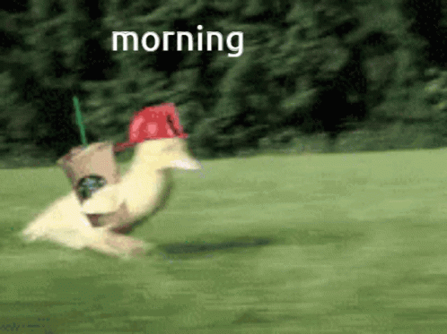 Funny Morning Speedy Duckling GIF