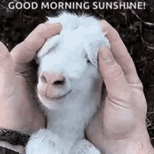 Funny Morning Sunshine Baby Goat GIF