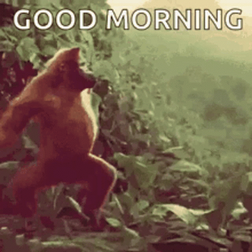 Funny Morning Dancing Orangutan GIF