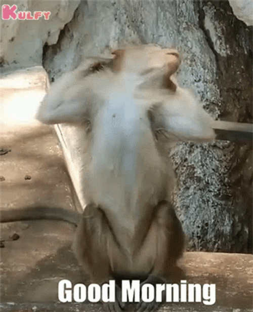 Funny Morning Lazy Monkey Stretching GIF