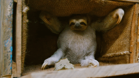 Funny Morning Slow Moving Sloth GIF